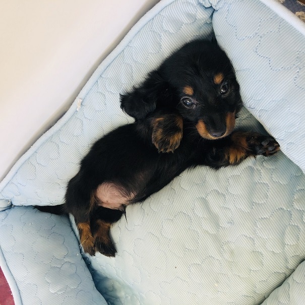 可愛いお顔のダックスちゃんがきましたよ💛 ミニチュアダックス