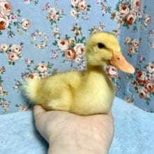 アヒル  ヒヨコ   6月2日