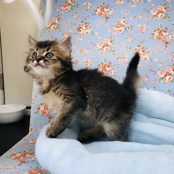 元気いっぱい💛ソマリくんが入舎しましたよ~♪ ソマリ