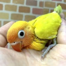 手乗りボタンインコ  山吹イエロー  6月4日