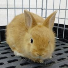 素敵なオレンジカラー　ドワーフラビット　2020年06月25日
