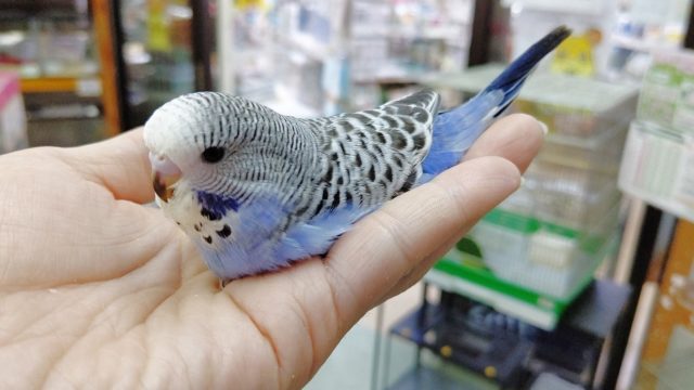 ジャンボセキセイインコ