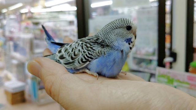 ジャンボセキセイインコ