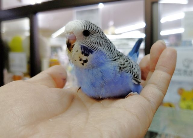 人気種！ジャンボセキセイインコ その2 2020年06月28日