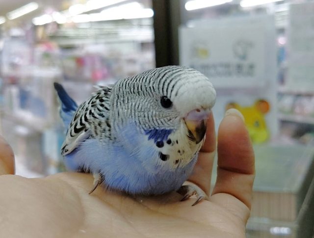 ジャンボセキセイインコ