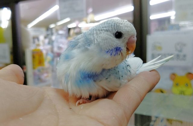 ジャンボセキセイインコ