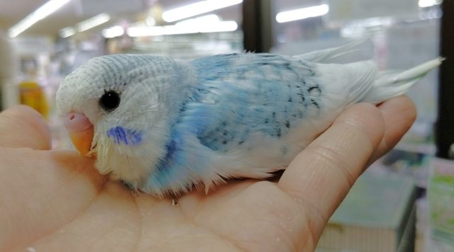 人気種！ジャンボセキセイインコ その１ 2020年06月28日