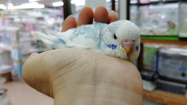 ジャンボセキセイインコ