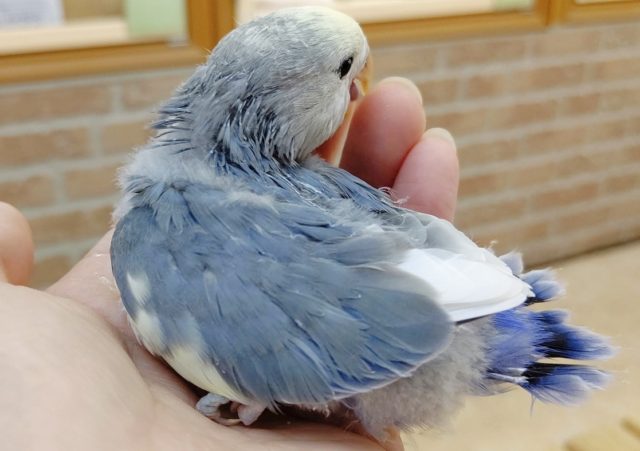 コザクラインコ（小桜インコ）