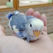 美しいカラー 小桜インコ ブルーチェリーパイド 2020年07月07日