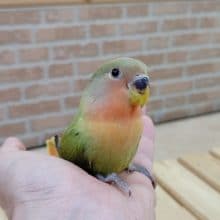 レアカラー　小桜インコ オパーリン 2020年07月07日