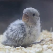 レアカラー小桜インコ・バイオレットオパーリン 2020年06月03日撮影