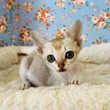 まつど店よりやってきました☆シンガプーラの男のコ 2020.4/27撮影