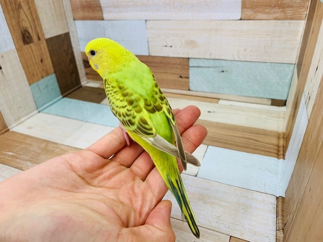 セキセイインコ