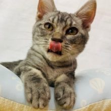 好奇心が旺盛すぎるアメリカンショートヘア♪