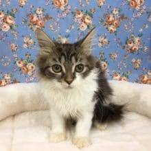 サイベリアン（ブラウンタビー＆ホワイト）男の子　入舎！！