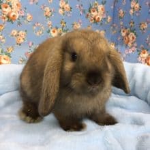 ロップイヤーラビット（トート）女の子　２０２０年５月生まれ