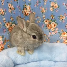 ネザーランドドワーフラビット（オパール）２０２０年５月生まれ