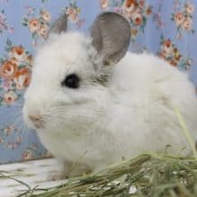 激レアカラー！チンチラアプリコット・男の子！