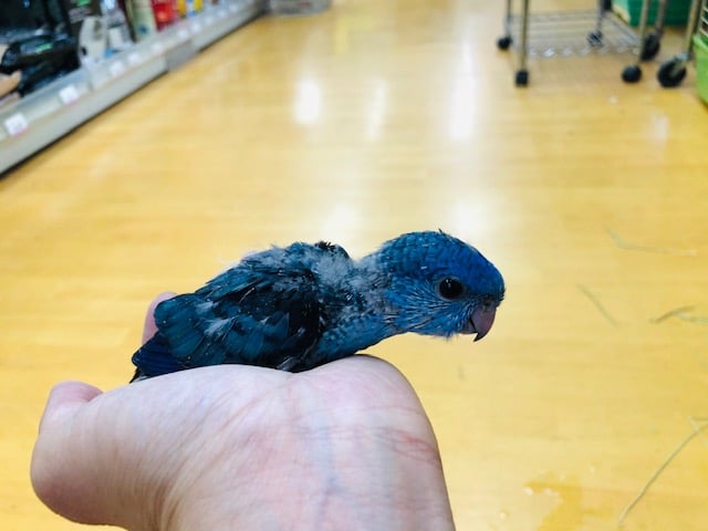 サザナミインコ