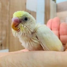 レアカラー、レインボーパイドのセキセイインコ♪