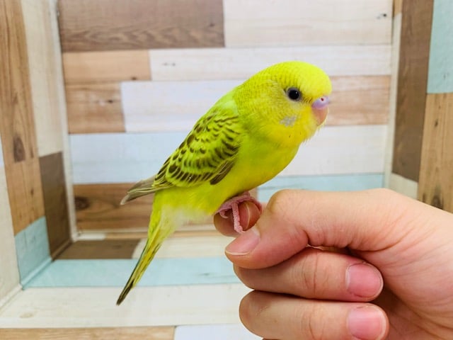 セキセイインコ