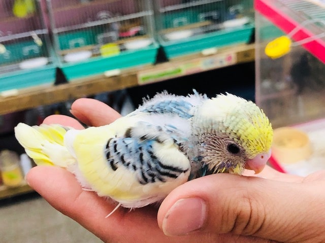 セキセイインコ