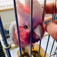 おしゃべりレパートリー増!!モモイロインコのモモちゃん♪