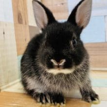 入舎時よりさらに無防備なネザーランドドワーフくん笑