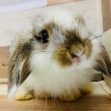 美人なロップイヤー(ブロークン)