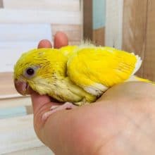 今度はルチノー！オキナインコさん入舎！！