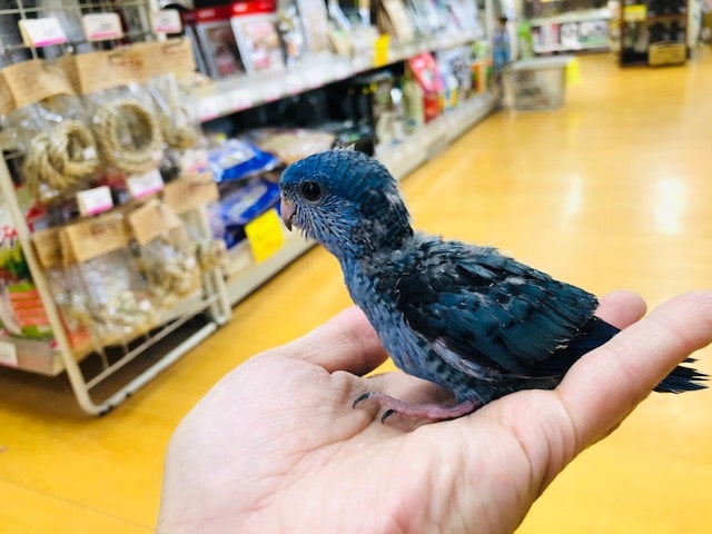 綺麗なブルー　サザナミインコ　ヒナ入舎！！