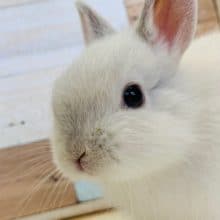 ほんわかしているネザーランドドワーフ♪