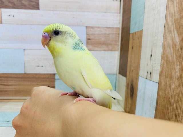 セキセイインコ