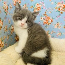 美形なブリティッシュショートヘアーくん！