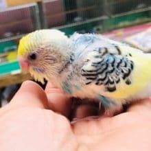 レアカラー　レインボーのパイドカラー　ヒナ入舎！！