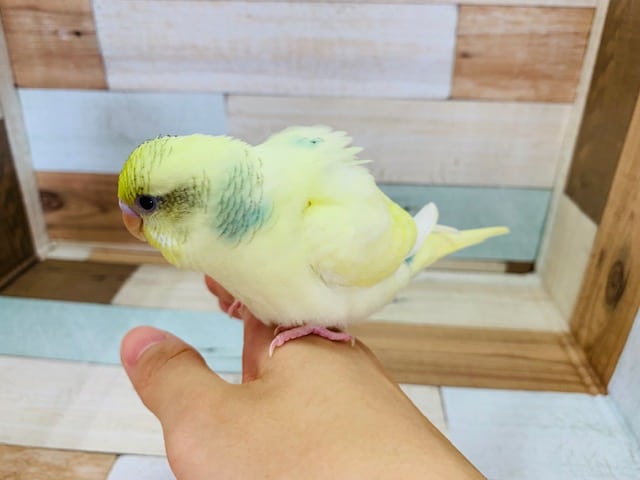 セキセイインコ