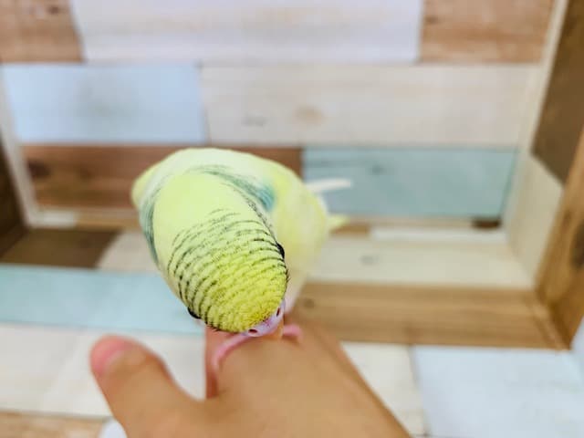 セキセイインコ