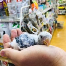 レアカラー　コザクラインコ　ヴァイオレッドオパーリン　ヒナ