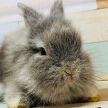 ひっさびさのライオンラビット入舎♪