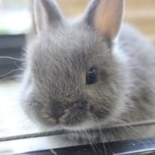 ちょこんと小さなドワーフラビットさん＾＾