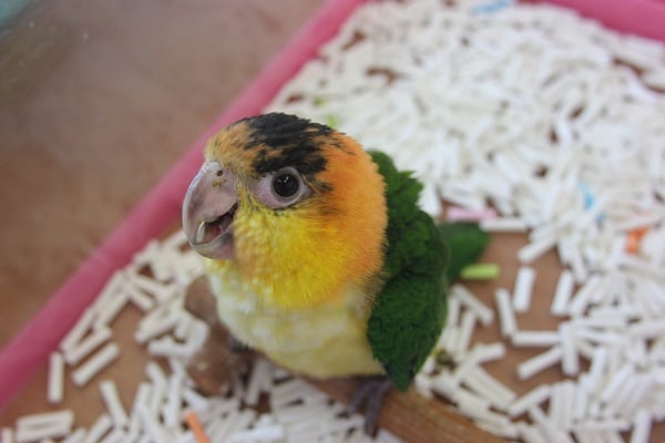 シロハラインコ