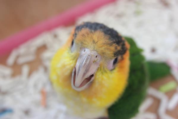 シロハラインコ