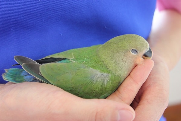 コザクラインコ（小桜インコ）