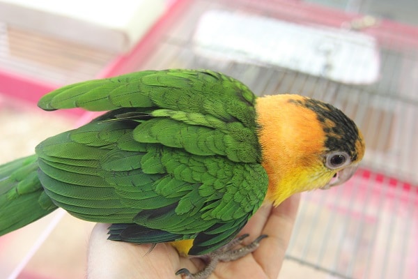 シロハラインコ