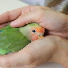 ベタ馴れ♪コザクラインコさん＾＾＊