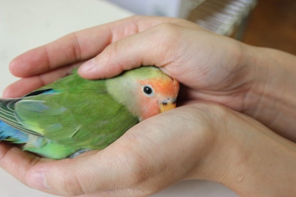 ベタ馴れ♪コザクラインコさん＾＾＊