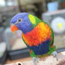 どや顔がステキ！！ゴシキセイガイインコちゃん♪