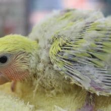 うぶうぶちゃんはいかが？　シナモンのコザクラさん入舎！