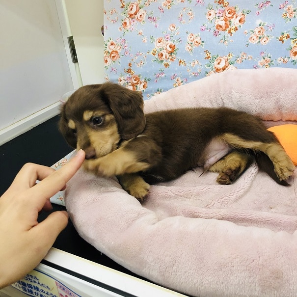 ミニチュアダックス